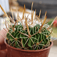 Stenocactus Multicostatus  - Miniatura 2