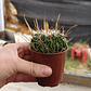 Stenocactus Multicostatus  - Miniatura 4