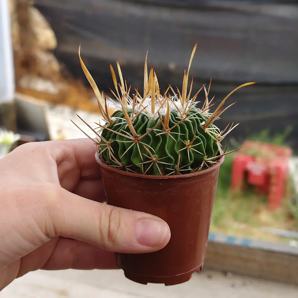 Stenocactus Multicostatus  4