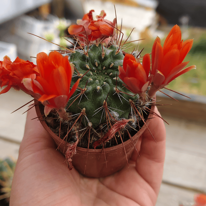 Rebutia Kupperiana 1