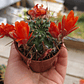 Rebutia Kupperiana - Miniatura 1