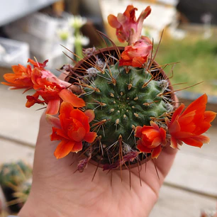 Rebutia Kupperiana