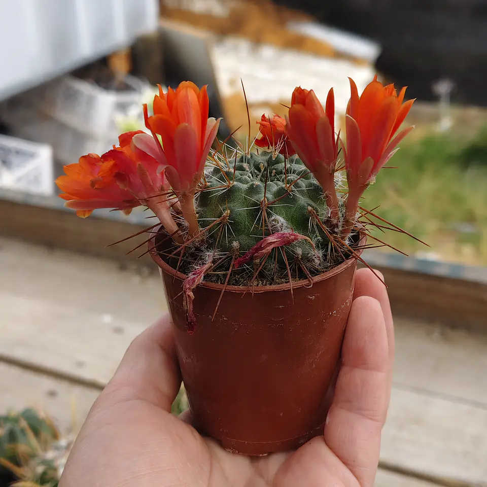 Rebutia Kupperiana 3