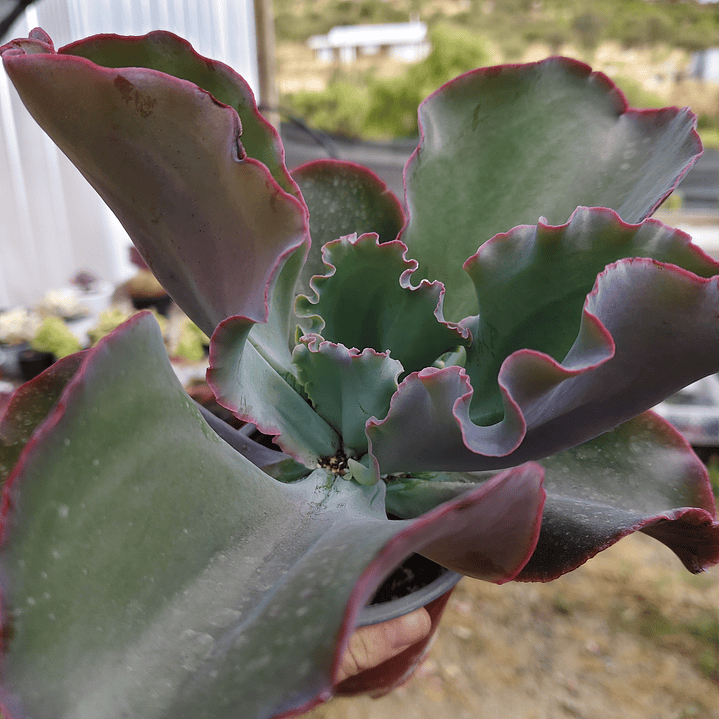 Echeveria Blue Curls 2