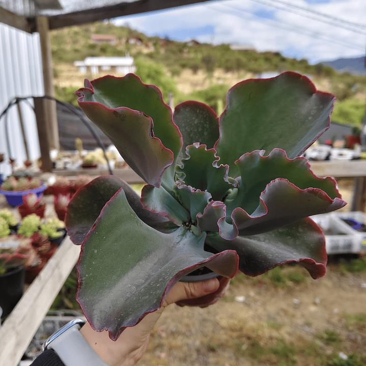 Echeveria Blue Curls 1