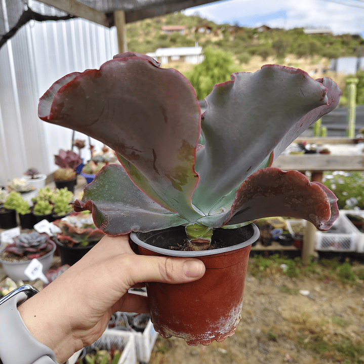 Echeveria Blue Curls 3