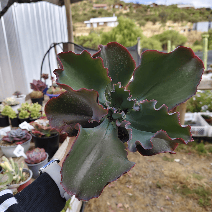 Echeveria Blue Curls 4