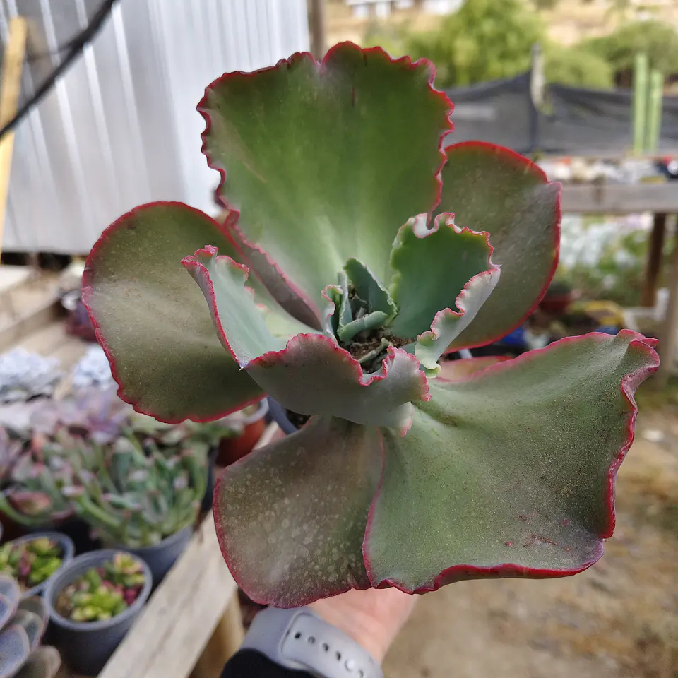 Echeveria Gibbliflora Ruffles 2