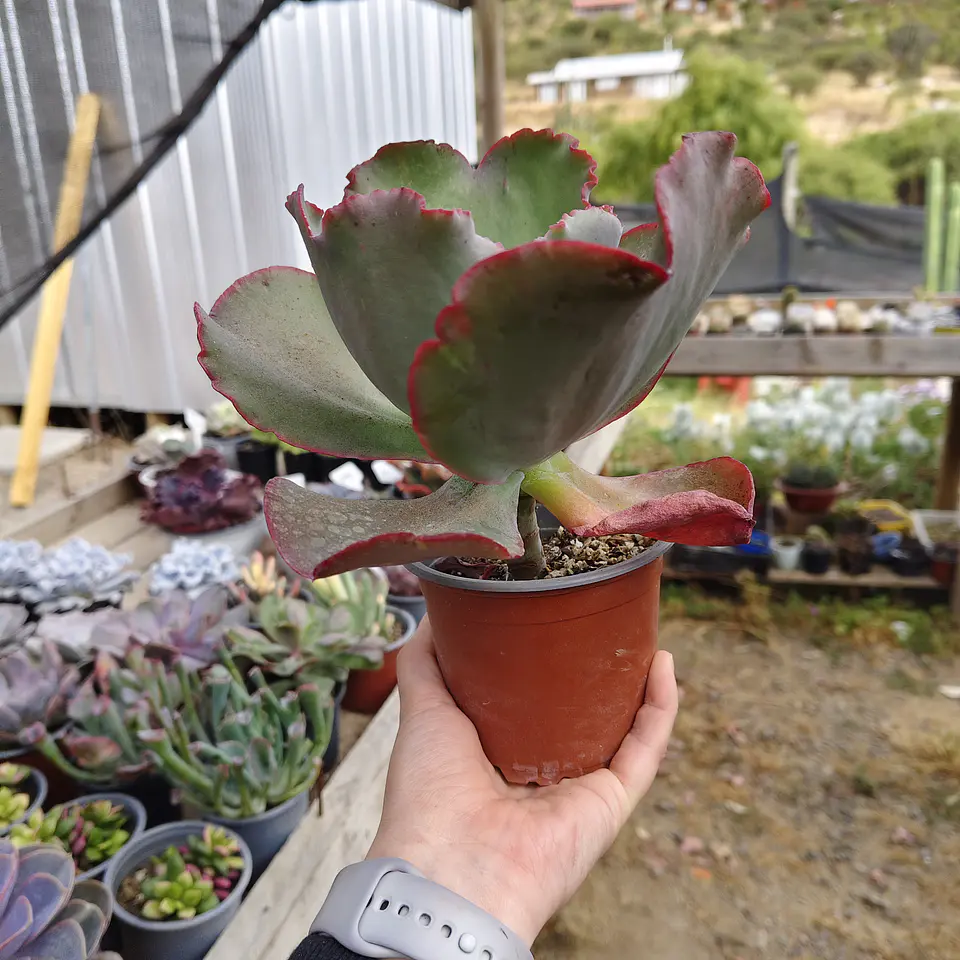 Echeveria Gibbliflora Ruffles 3
