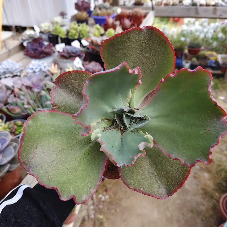Echeveria Gibbliflora Ruffles 4