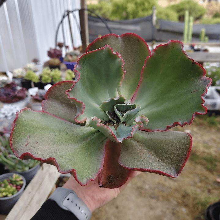 Echeveria Gibbliflora Ruffles 8