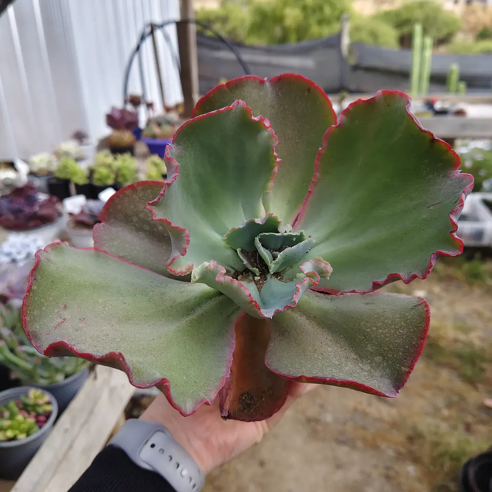 Echeveria Gibbliflora Ruffles 8