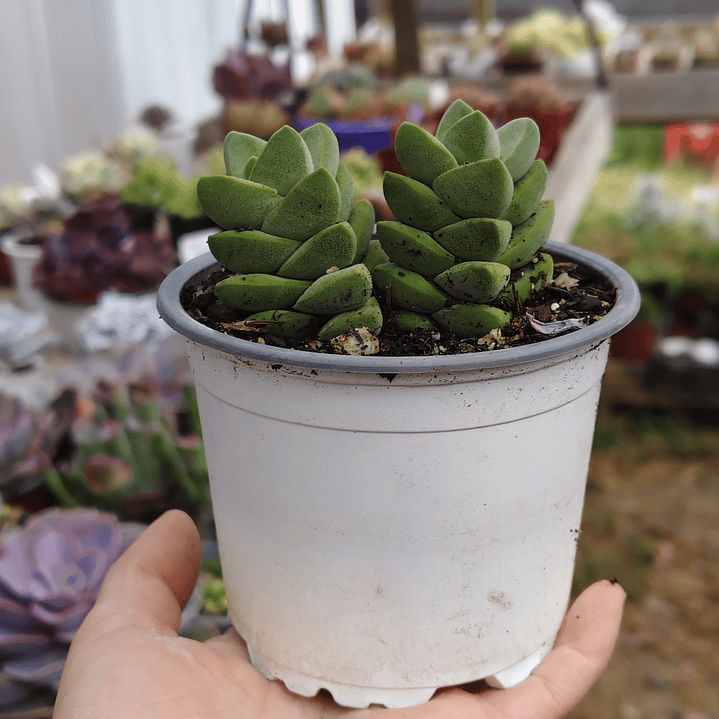 Crassula Moonglow 1