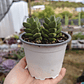 Crassula Moonglow - Miniatura 3