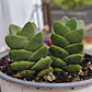 Crassula Moonglow - Miniatura 4