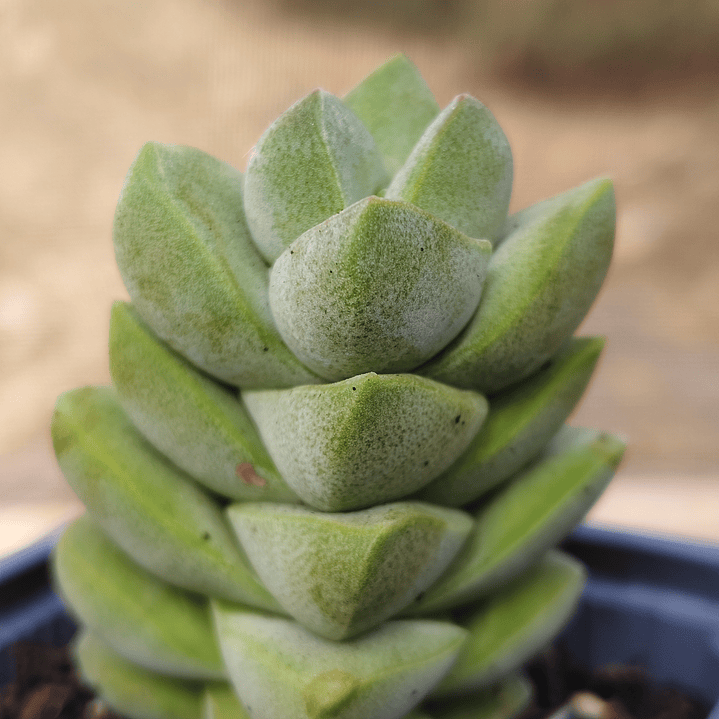 Crassula Moonglow 5