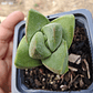 Crassula Moonglow - Miniatura 6