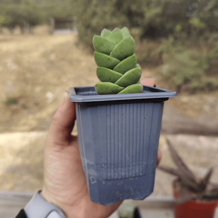 Crassula Moonglow 7