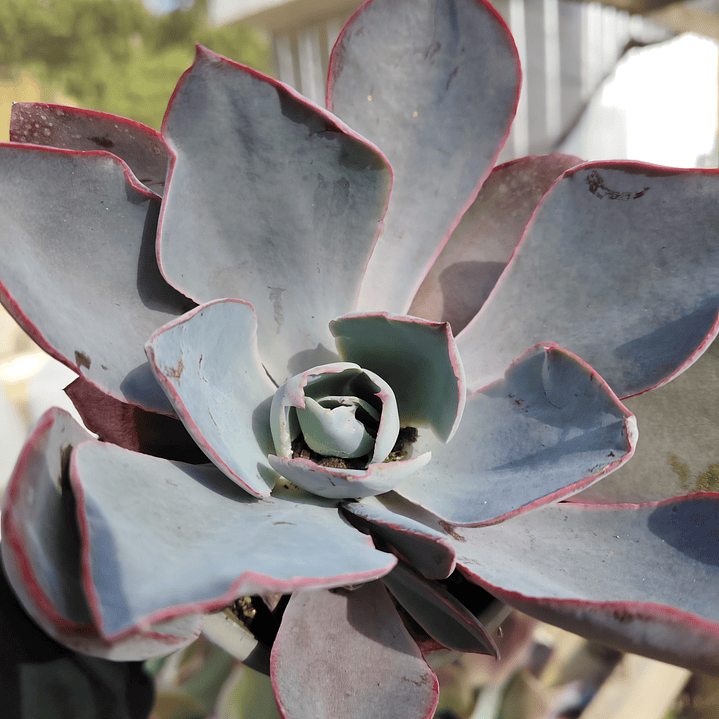 Echeveria Afterglow 2