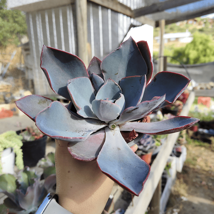 Echeveria Afterglow 1