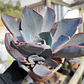 Echeveria Afterglow - Miniatura 4