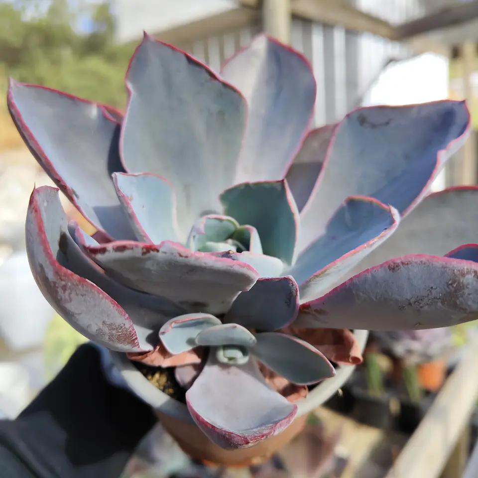 Echeveria Afterglow 3