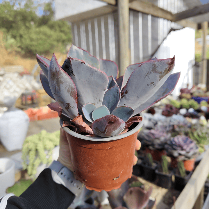 Echeveria Afterglow 5