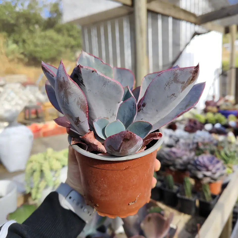 Echeveria Afterglow 1