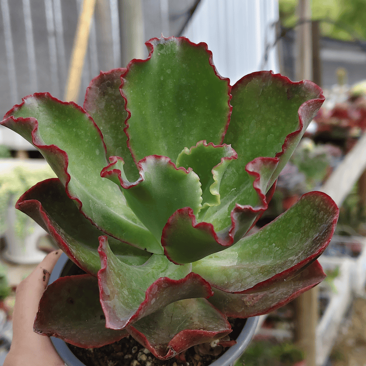 Echeveria Rulosa hibrida 1