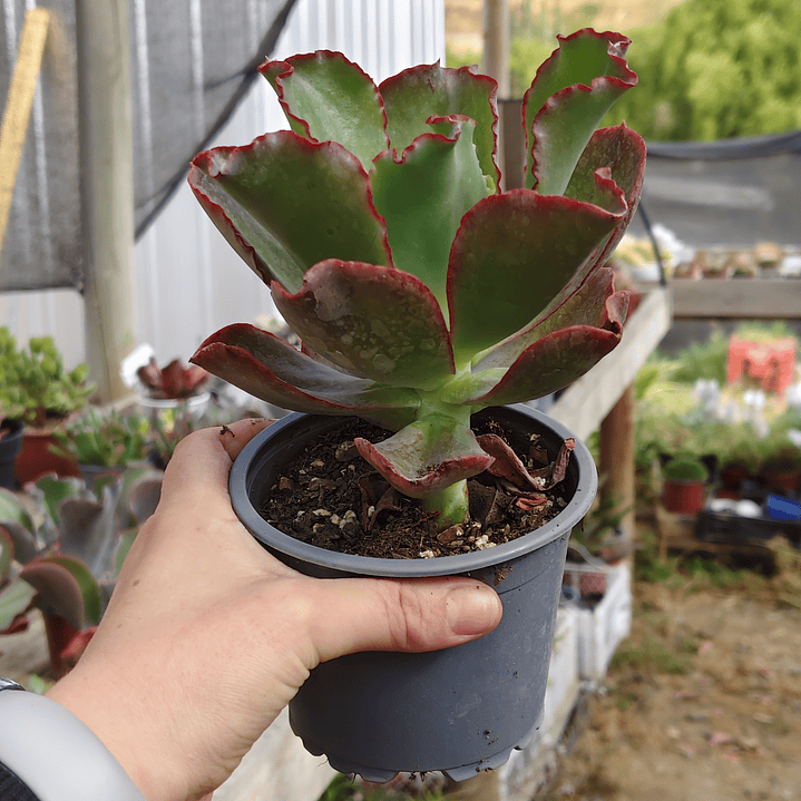 Echeveria Rulosa hibrida 2