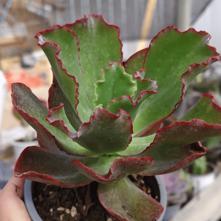Echeveria Rulosa hibrida 3