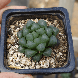 Haworthia Cooperi