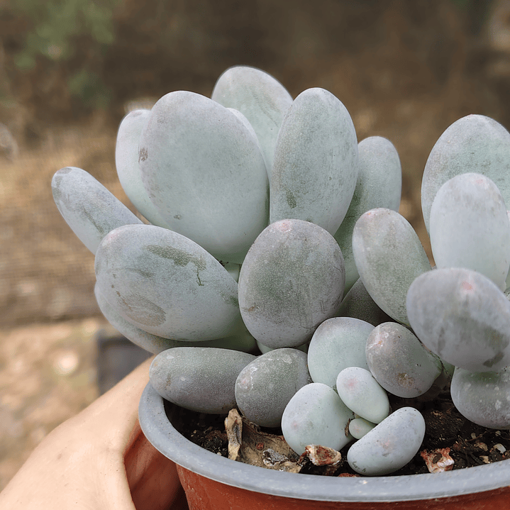Pachyphytum Blue Haze 2