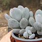 Pachyphytum Blue Haze - Miniatura 2