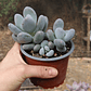 Pachyphytum Blue Haze - Miniatura 1