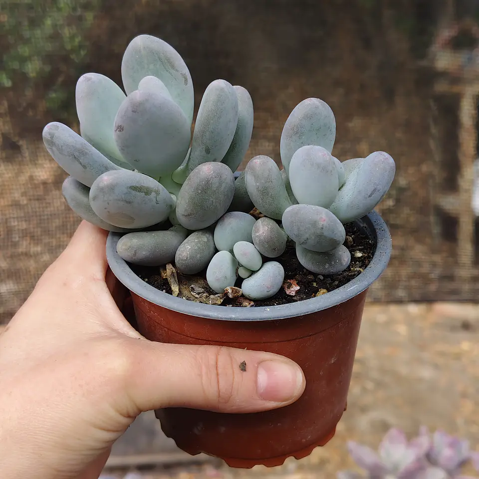 Pachyphytum Blue Haze 1