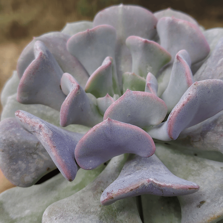 Echeveria Cubic Frost 3