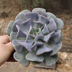 Echeveria Cubic Frost