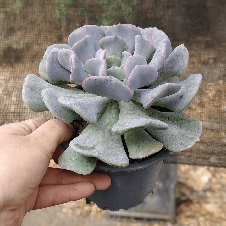Echeveria Cubic Frost 4