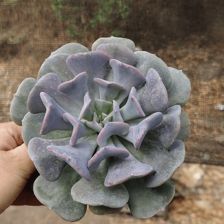 Echeveria Cubic Frost 5