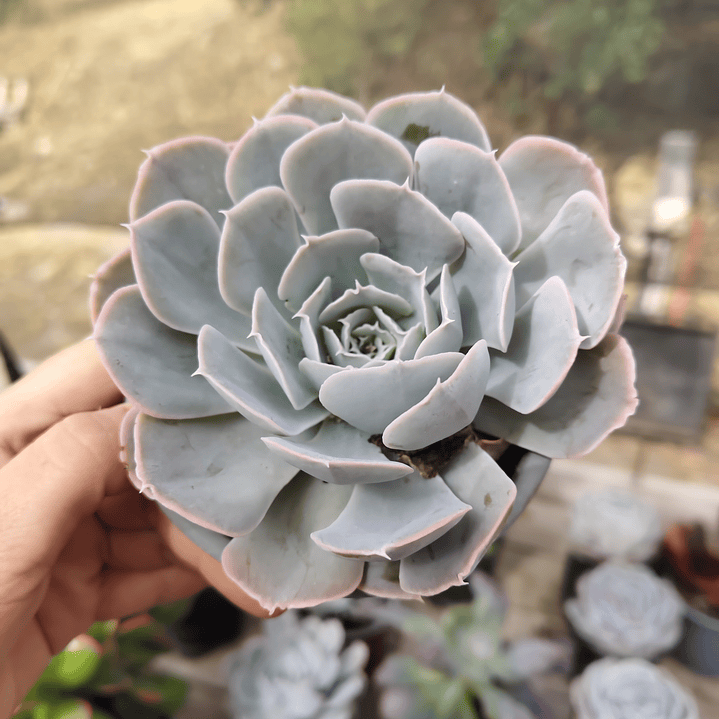 Echeveria Runyonii San Carlos 1