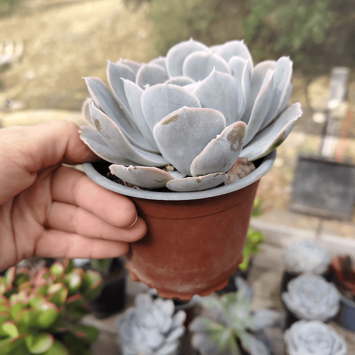 Echeveria Runyonii San Carlos 3