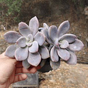 Graptopetalum Murasaki 