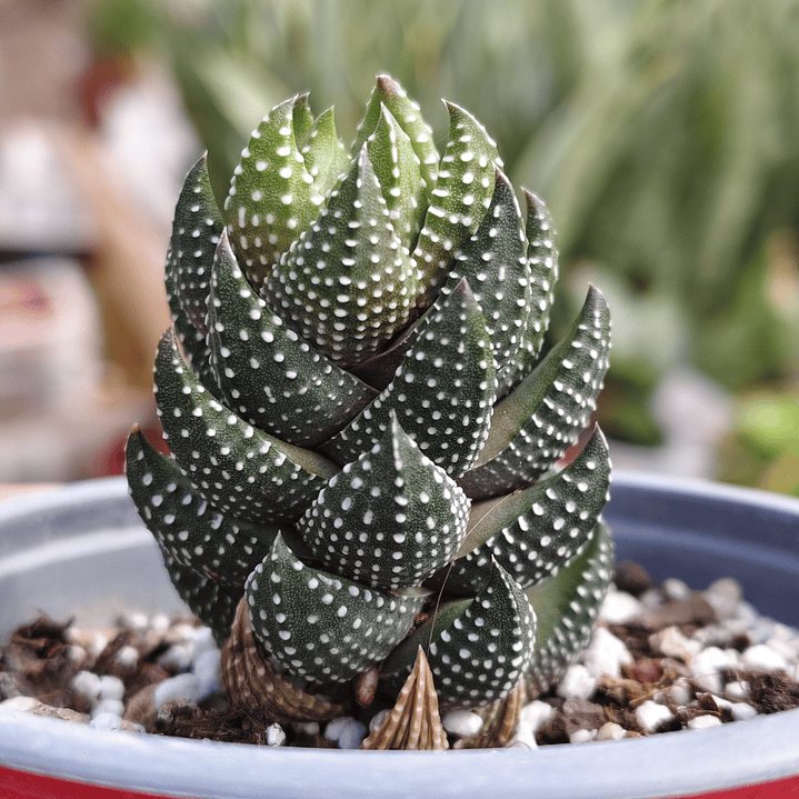 Haworthia Coarctata 1