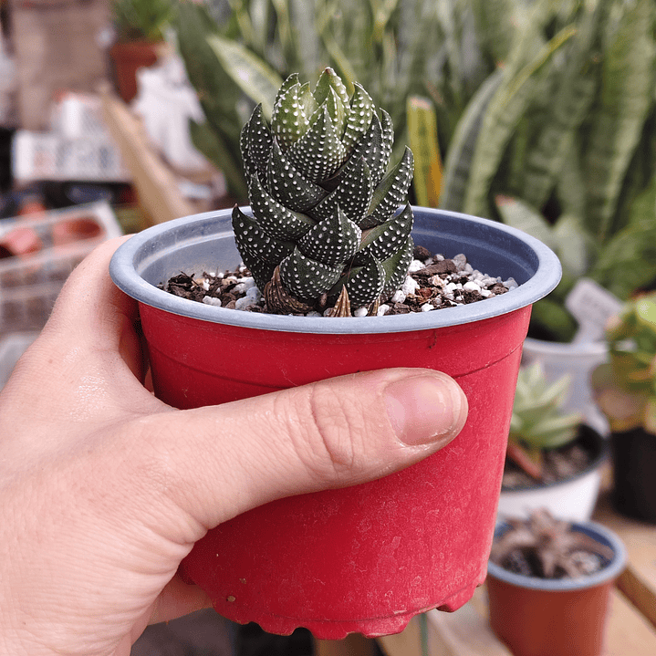 Haworthia Coarctata 2