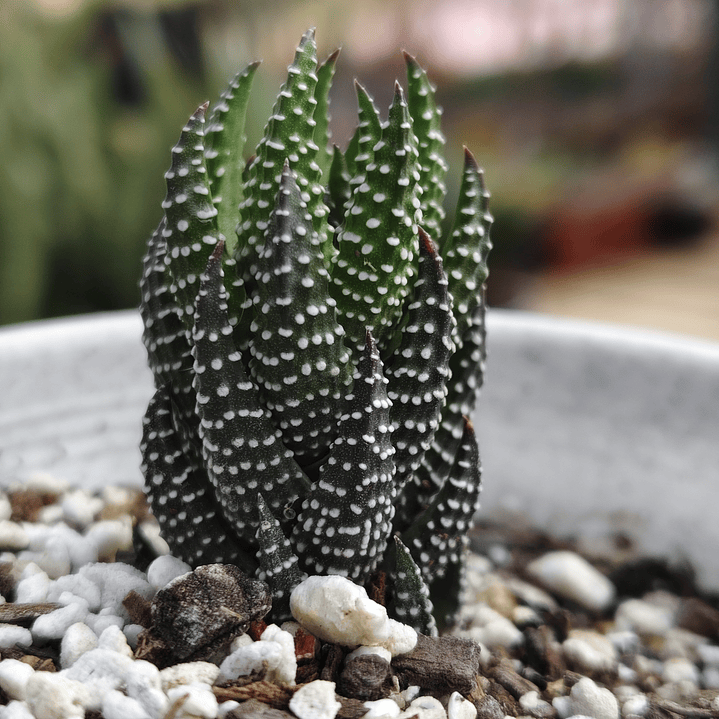 Haworthia Coarctata 3