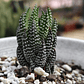 Haworthia Coarctata - Miniatura 3