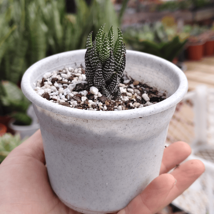Haworthia Reinwardtii 1