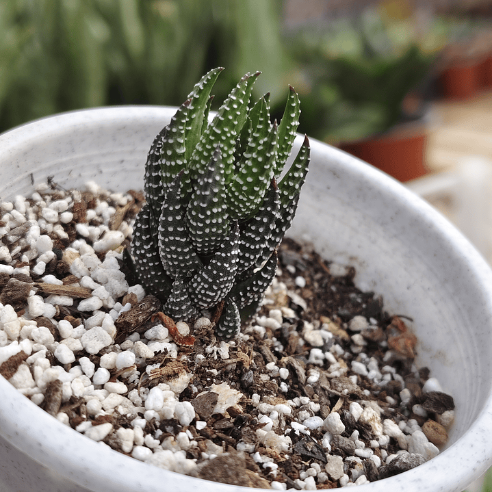 Haworthia Reinwardtii 2