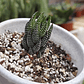 Haworthia Reinwardtii - Miniatura 2